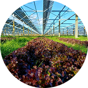 Renforcement du projet agricole